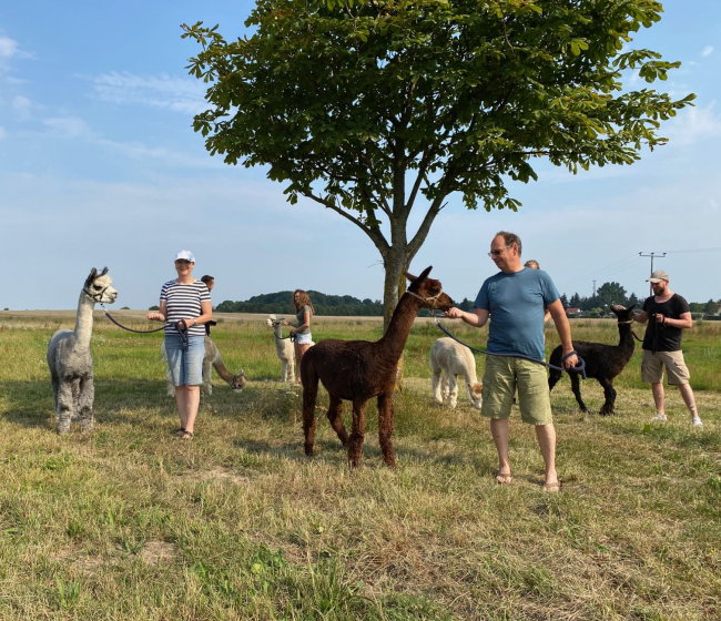 Wanderung mit Alpakas