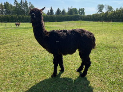 Alpaka Prince Khan