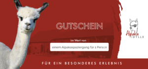 Alpakaspaziergang für eine Person