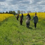 Spaziergang im Rapsfeld